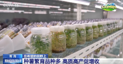 机械化、数字育秧、财产延长 科技帮力为农业出